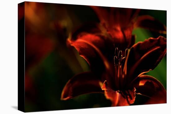 Fire Flowers-Howard Ruby-Premier Image Canvas