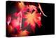 Fire Leaves-Philippe Sainte-Laudy-Premier Image Canvas