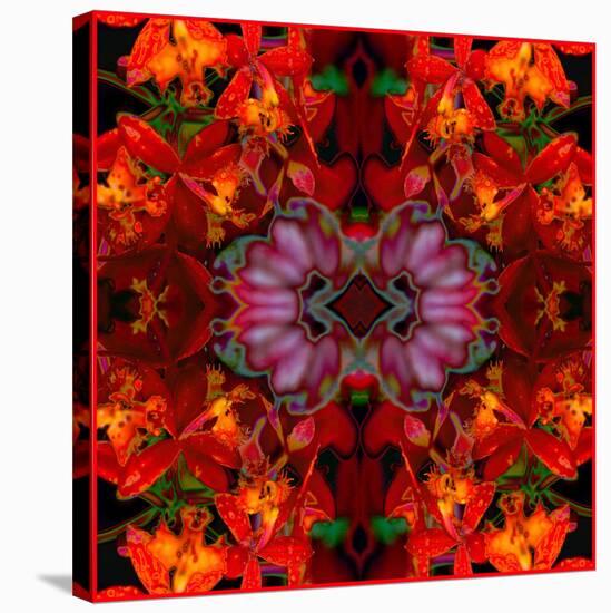 Fire Orchids-Rose Anne Colavito-Stretched Canvas