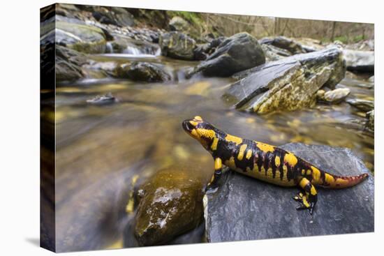 Fire salamander female almost ready to give birth to her larvae into the stream, Apennines, Italy-Emanuele Biggi-Premier Image Canvas