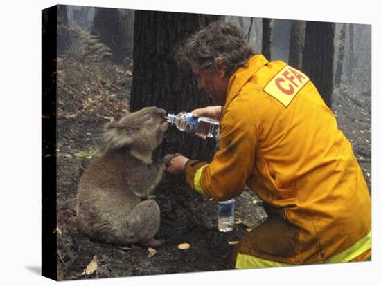 Firefighter Shares His Water an Injured Australian Koala after Wildfires Swept Through the Region-null-Premier Image Canvas