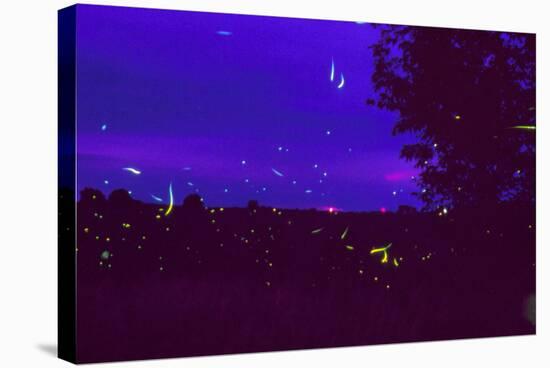 Fireflies Over Bean Fields In Iowa-Keith Kent-Premier Image Canvas