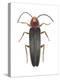Firefly (Photinus Pyralis), Insects-Encyclopaedia Britannica-Stretched Canvas