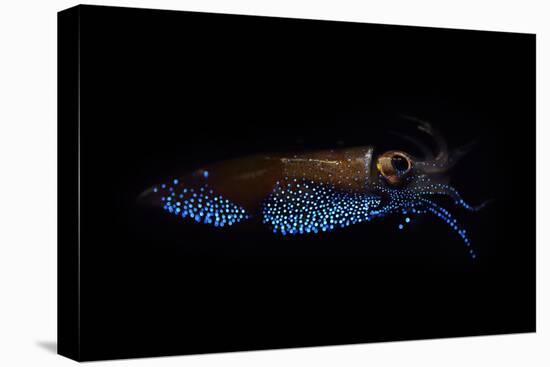 Firefly squid emitting light from photophores, Toyama Bay, Japan.-Solvin Zankl-Premier Image Canvas