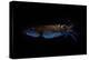 Firefly squid emitting light from photophores, Toyama Bay, Japan.-Solvin Zankl-Premier Image Canvas