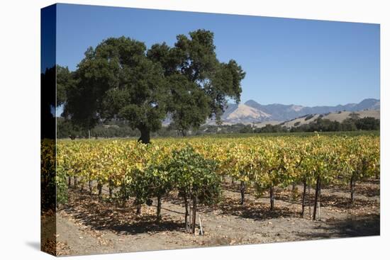 Firestone Winery Vineyards-Stuart Black-Premier Image Canvas