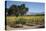 Firestone Winery Vineyards-Stuart Black-Premier Image Canvas