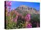 Fireweed and Mt. Gothic near Crested Butte, Colorado, USA-Julie Eggers-Premier Image Canvas