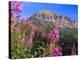 Fireweed and Mt. Gothic near Crested Butte, Colorado, USA-Julie Eggers-Premier Image Canvas