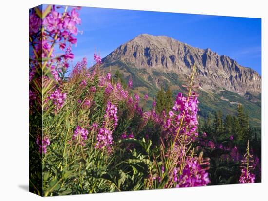 Fireweed and Mt. Gothic near Crested Butte, Colorado, USA-Julie Eggers-Premier Image Canvas