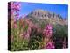 Fireweed and Mt. Gothic near Crested Butte, Colorado, USA-Julie Eggers-Premier Image Canvas