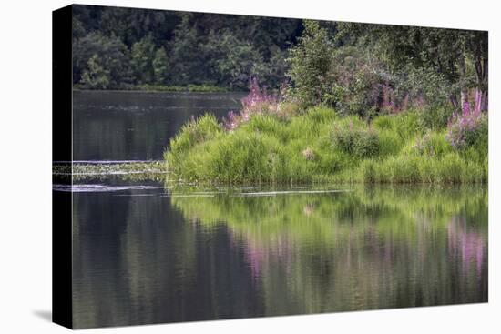 Fireweed blooming on small island in lake, Margaret Eagan Sullivan Park, Anchorage, Alaska-Adam Jones-Premier Image Canvas