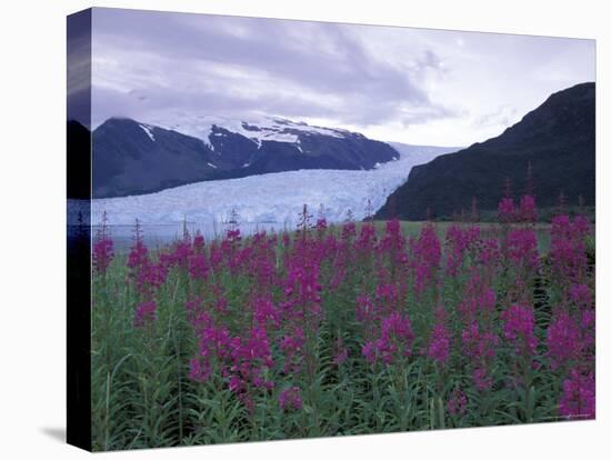 Fireweed in Aialik Glacier, Kenai Fjords National Park, Alaska, USA-Paul Souders-Premier Image Canvas