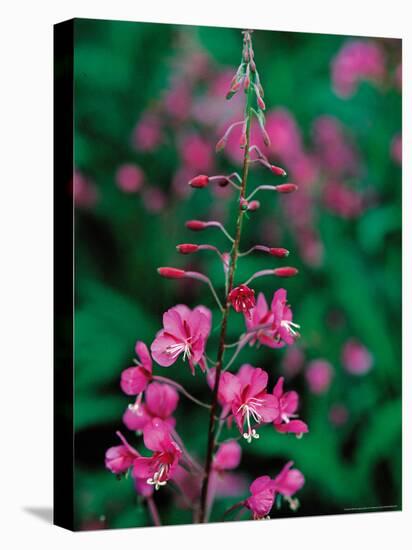 Fireweed in Denalia National Park, Alaska, USA-Dee Ann Pederson-Premier Image Canvas