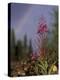Fireweed Under Rainbow, Talkeetna, Alaska, USA-Paul Souders-Premier Image Canvas