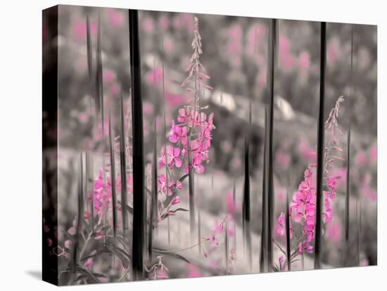 Fireweed-Ursula Abresch-Premier Image Canvas