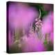 Fireweed-Ursula Abresch-Premier Image Canvas