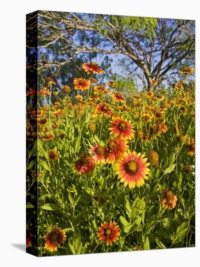 Firewheels Growing in Mesquite Trees, Texas, USA,-Larry Ditto-Premier Image Canvas