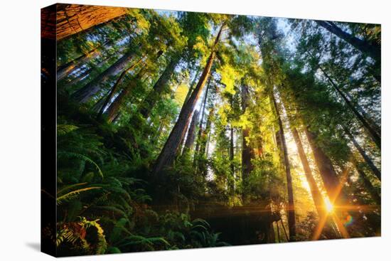 First Forest Light, Sun and Trees, Prairie Coast Redwoods, California Coast-Vincent James-Premier Image Canvas