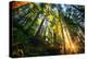 First Forest Light, Sun and Trees, Prairie Coast Redwoods, California Coast-Vincent James-Premier Image Canvas