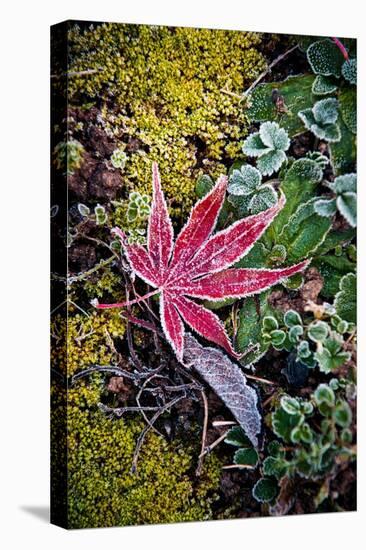 First Frost-Philippe Sainte-Laudy-Premier Image Canvas