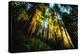 First Light Redwood Forest, Praire Creek Redwoods, California Coast-Vincent James-Premier Image Canvas