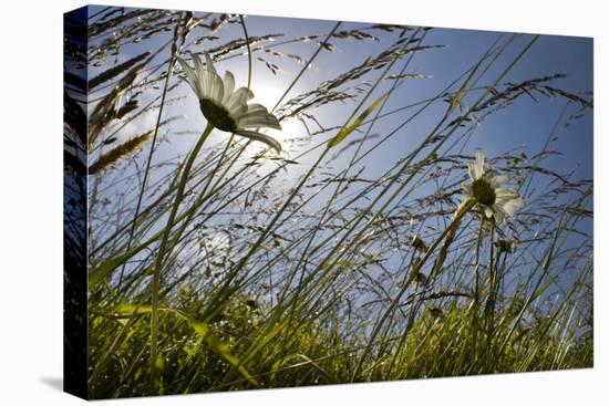 First Signs of Summer-Adrian Campfield-Premier Image Canvas