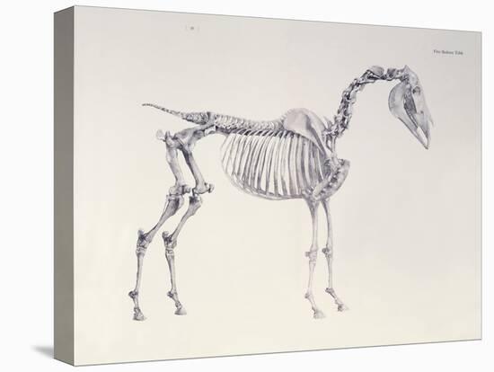 First Skeleton Table, from 'The Anatomy of the Horse'-George Stubbs-Premier Image Canvas