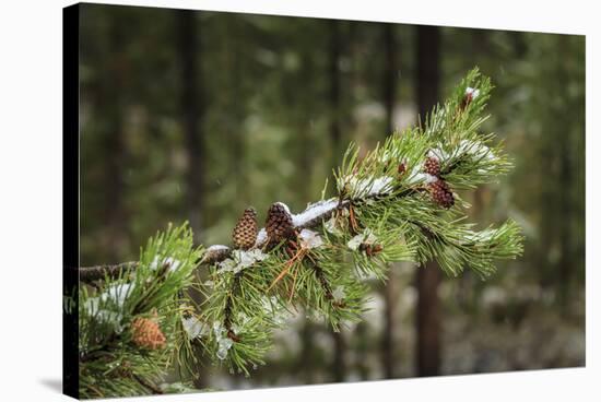 First Snowfall YNP-Galloimages Online-Stretched Canvas