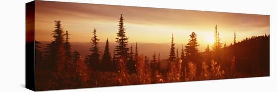 Firweed at Sunset, Whitefish, Montana, USA-null-Premier Image Canvas