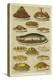 Fish and Seafood Dishes-null-Premier Image Canvas