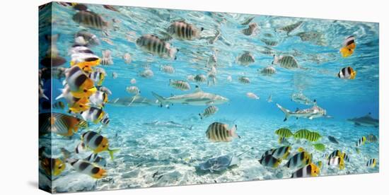 Fish and sharks in Bora Bora lagoon-Pangea Images-Stretched Canvas