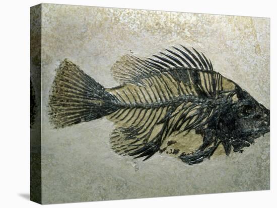 Fish Fossil, Wyoming, USA-Kevin Schafer-Premier Image Canvas