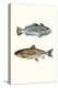 Fish Grouping 1-Natasha Marie-Premier Image Canvas