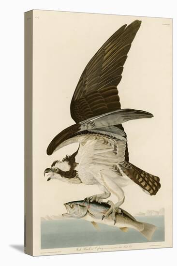 Fish Hawk or Osprey-John James Audubon-Premier Image Canvas