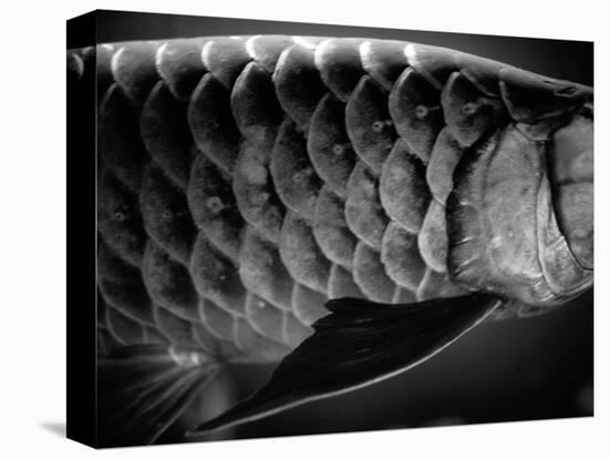 Fish Scales-Henry Horenstein-Premier Image Canvas