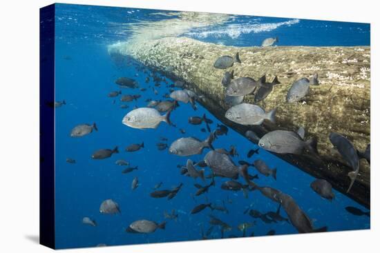 Fish seeking shelter, off Cocos Island NP, Costa Rica-Nick Hawkins-Premier Image Canvas