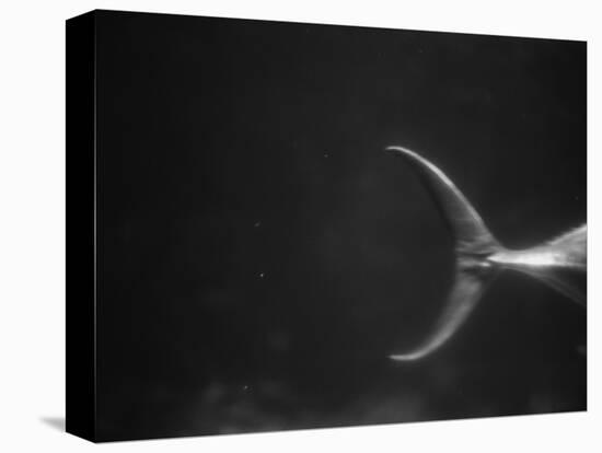 Fish Tail-Henry Horenstein-Premier Image Canvas