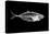 Fish X Ray-antpkr-Premier Image Canvas