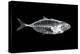 Fish X Ray-antpkr-Premier Image Canvas