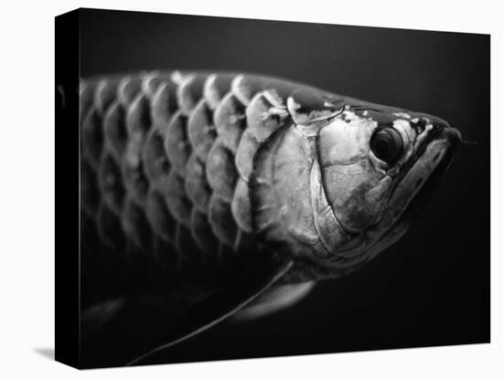 Fish-Henry Horenstein-Premier Image Canvas