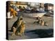 Fishermen's Dogs Awaiting Their Return, Horcon, Chile, South America-Mark Chivers-Premier Image Canvas