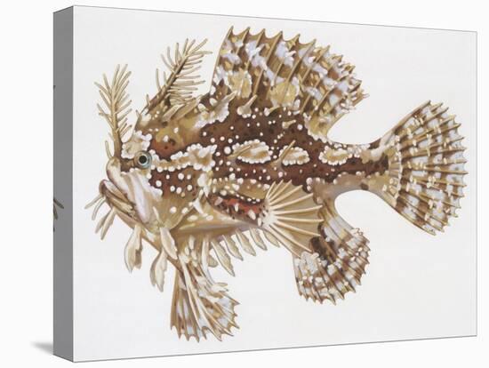 Fishes: Lophiiformes (Anglerfishes), Sargassumfish (Histrio Histrio)-null-Premier Image Canvas