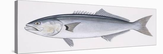 Fishes: Perciformes Pomatomidae, Bluefish (Pomatomus Saltatrix)-null-Premier Image Canvas