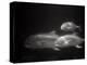 Fishes Swimming-Henry Horenstein-Premier Image Canvas