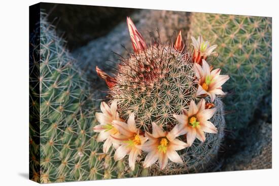 Fishhook Cactus in Bloom, Anza-Borrego Desert State Park, California, Usa-John Barger-Premier Image Canvas