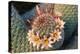 Fishhook Cactus in Bloom, Anza-Borrego Desert State Park, California, Usa-John Barger-Premier Image Canvas