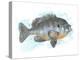 Fishing Bluegill-Matthew Piotrowicz-Stretched Canvas