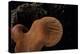 Fistulina Hepatica (Beefsteak Fungus, Beefsteak Polypore, Ox Tongue)-Paul Starosta-Premier Image Canvas