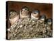 Five Baby Barn Swallows Peer out from Their Nest-null-Premier Image Canvas